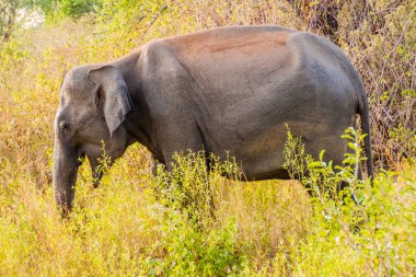 Sri Lankalı fil (Elephas maximus maximus) Uda Walawe Milli Parkı, Sri Lanka