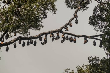 Meyve yarasalar (uçan tilkiler) içinde Kraliyet Botanik Bahçeleri yakınında Kandy, Sri Lanka