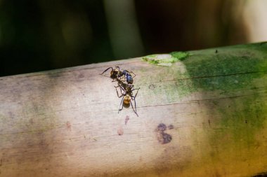 Manuel Antonio, Kosta Rika karıncalar Ulusal Parkı