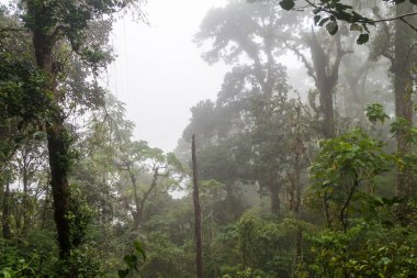 Bulut forest Ulusal Parkı Volcan Baru, Panama.