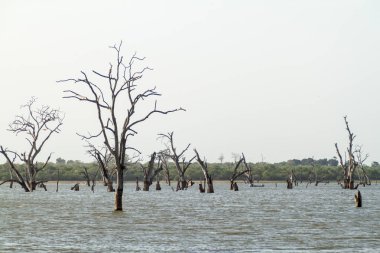 Ölü ağaçlarda bir su deposu Udawalawe Milli Parkı, Sri Lanka