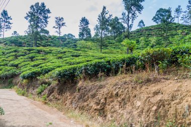 Çay tarlaları yakınındaki Ella, Sri Lanka