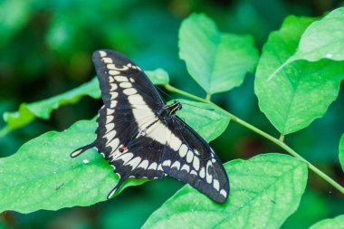 Heraclides thoas kelebek, Kosta Rika