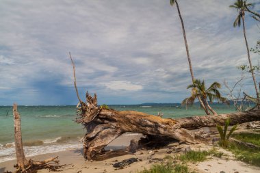 Wild coast Cahuita Milli Parkı, Kosta Rika