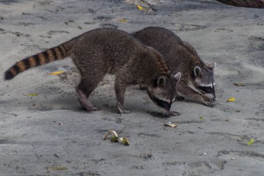 Yengeç yiyen rakun (Procyon cancrivorus) içinde Milli Parkı Manuel Antonio, Kosta Rika