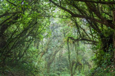 Rezervuar Bulut Ormanı Biyoloca Bosque Nuboso Monteverde, Kosta Rika