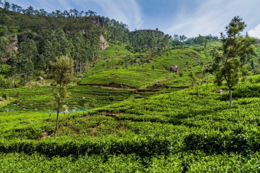 Haputale, Sri Lanka yakınındaki dağlarda çay tarlaları