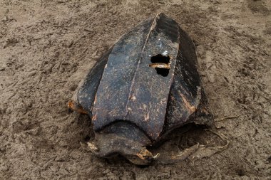 Bir ölü deri deniz kaplumbağası (Dermochelys coriacea) bir plaj Tortuguero Milli Parkı, Kosta Rika, boş kabuk