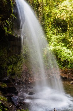Bir şelalenin bir bulut orman boyunca kayıp iz Boquete, Panama yakınındaki hiking şelaleler