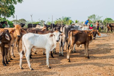 La Esperanza, Nikaragua - 8 Mayıs 2016: La Esperanza village, Nikaragua yakınındaki inek sürüsü