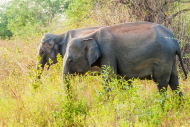 Sri Lankalı filler (Elephas maximus maximus) Uda Walawe Milli Parkı, Sri Lanka