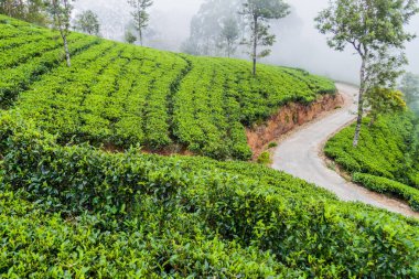 Çay tarlaları Lipton'ın koltuk etrafında dağlarda Haputale, Sri Lanka oteller