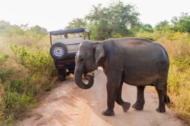 Uda Walawe, Sri Lanka - 14 Temmuz 2016: Sri Lankalı fil (Elephas maximus maximus) ve safari araç Uda Walawe Milli Parkı, Sri Lanka