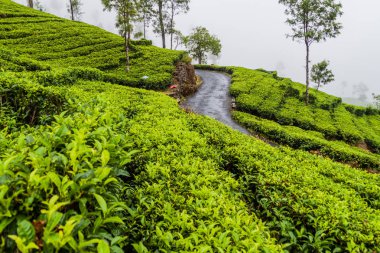 Haputale, Sri Lanka yakınındaki dağlarda yol ve çay tarlaları sarma