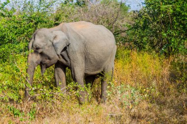 Sri Lankalı fil (Elephas maximus maximus) Uda Walawe Milli Parkı, Sri Lanka