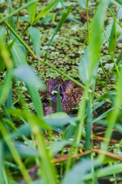 Caiman Tortuguero Milli Parkı, Kosta Rika