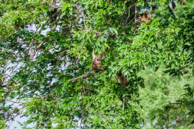 Maymunların Uda Walawe Milli Parkı, Sri Lanka