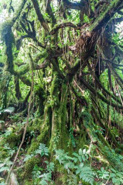 Bulut: Ometepe Island, Nicaragua Maderas volkana kapsayan orman