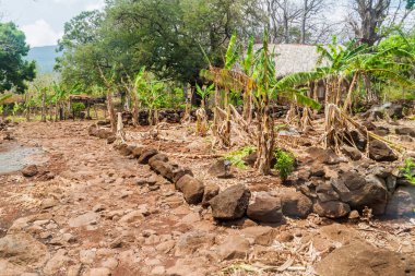 Patch muz: Ometepe Island, Nicaragua