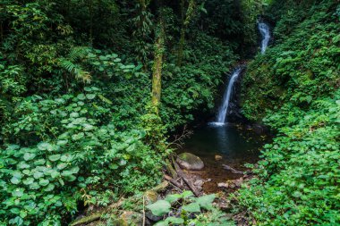 San Luis şelale içinde bir bulut orman, Reserva Biologica Bosque Nuboso Monteverde, Kosta Rika