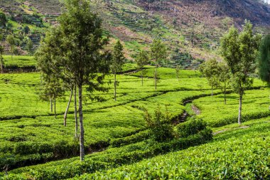 Haputale, Sri Lanka yakınındaki dağlarda çay tarlaları