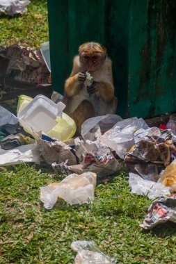 Kandy, Sri Lanka - 19 Temmuz 2016: Makak gıda dinlenirken gelen bir çöp yiyor.