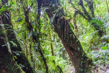 Bulut ormanı yakınındaki Boquete, Panama