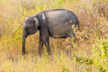 Sri Lankalı fil (Elephas maximus maximus) Uda Walawe Milli Parkı, Sri Lanka