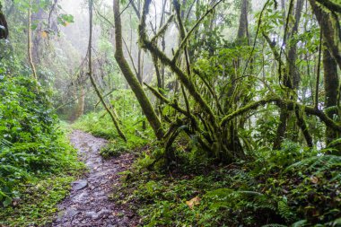 Hiking trail Sendero Los Quetzales Milli Parkı Volcan Baru içinde yağmurlu mevsiminde, Panama.
