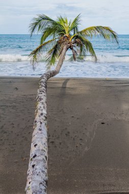 Cahuita Milli Parkı, Kosta Rika bir plajda palmiye
