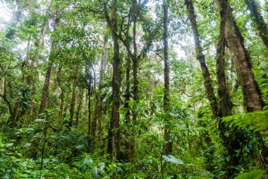 Bulut forest Ulusal Parkı Volcan Baru, Panama.