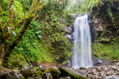 Şelale Boquete, Panama yakınındaki bir bulut ormanda. İz hiking şelaleler kaybetti tarafından erişilebilir.