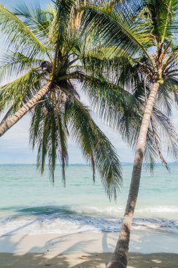 Avuç içi bir plajda Cahuita Milli Parkı, Kosta Rika