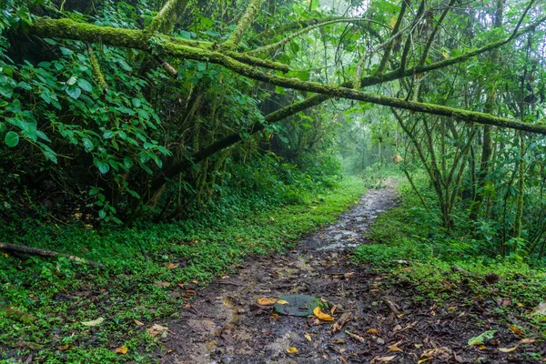 Hiking trail Sendero Los Quetzales Milli Parkı Volcan Baru içinde yağmurlu mevsiminde, Panama.