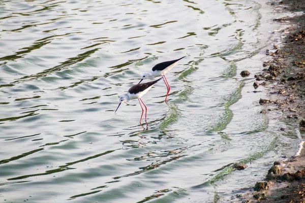 Bayağı Uzunbacak Himantopus Himantopus Udawalawe Milli Parkı Sri Lanka — Stok fotoğraf