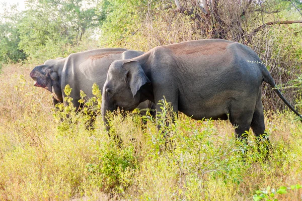 Sri Lankan Elephants Elephas Maximus Maximus Uda Walawe National Park — Stock Photo, Image