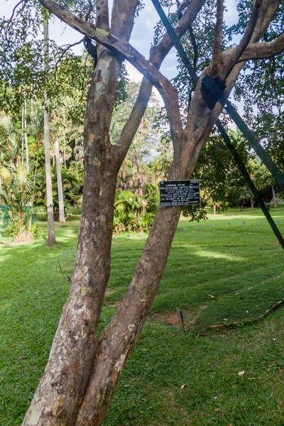 Árbol Guaiacum Officinale Peradeniya Royal Botanical Gardens Cerca Kandy Sri — Foto de Stock