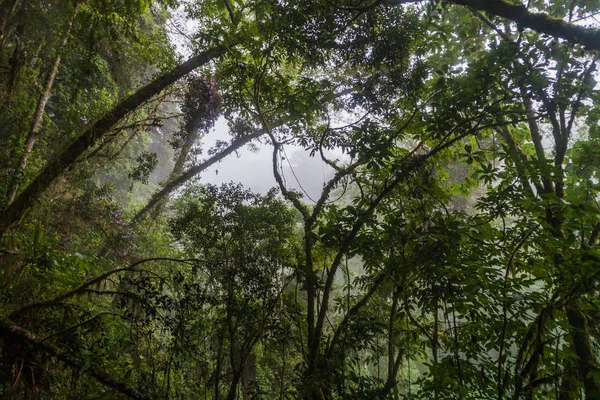 Облачный Лес Национальном Парке Вулкан Бару Панама — стоковое фото