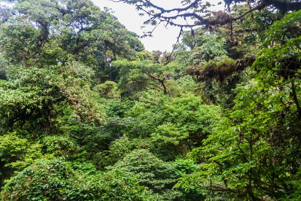 Floresta Nuvens Reserva Biologica Bosque Nuboso Monteverde Costa Rica — Fotografia de Stock