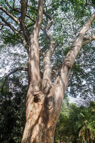 Enterolobium Cyclocarpum Guanacaste Caro Elefante Orelha Árvore Royal Botanic Gardens — Fotografia de Stock