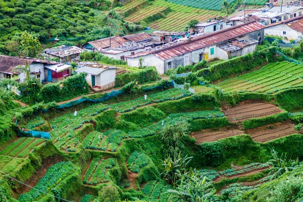 Vegetabiliska Fält Nära Staden Nuwara Eliya Sri Lanka — Stockfoto