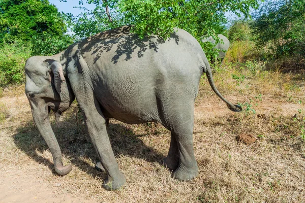 Srílanských Slonů Elephas Maximus Maximus Národním Parku Udawalawe Srí Lanka — Stock fotografie