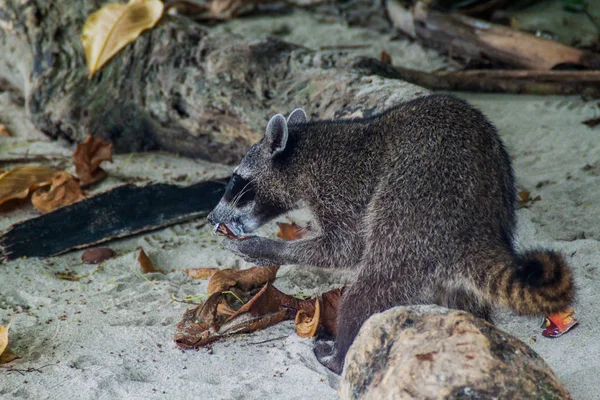 Yengeç yiyen rakun (Procyon cancrivorus) içinde Milli Parkı Manuel Antonio, Kosta Rika