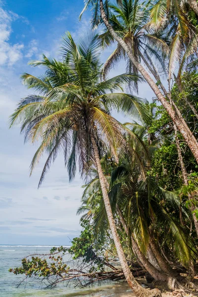 Palmeras Parque Nacional Cahuita Costa Rica — Foto de Stock