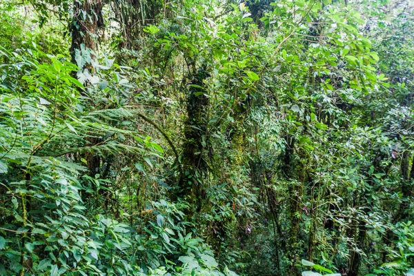 Хмарний Ліс Поблизу Boquete Панама — стокове фото