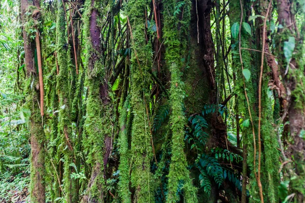 Дерево Муніципалітет Хмара Ліс Reserva Biologica Боске Nuboso Monteverde Коста — стокове фото