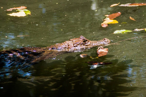 Caimán Anteojos Cocodrilo Caimán Estanque Cerca Fortuna Costa Rica —  Fotos de Stock