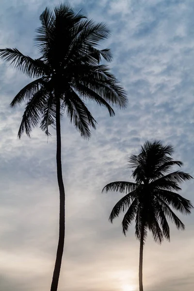 Silhouettes Palms Nilaveli Beach Trincomalee Sri Lanka — Stock Photo, Image