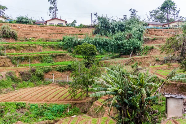 Terrasserade Fält Pattipola Byn Sri Lanka — Stockfoto