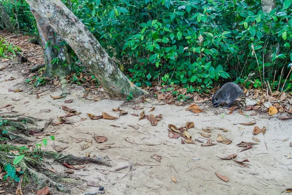 Crab Eating Raccoon Procyon Cancrivorus Cahuita National Park Costa Rica — Stock Photo, Image